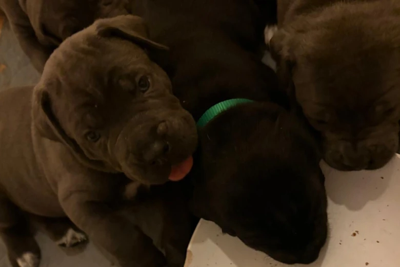 Cane Corso