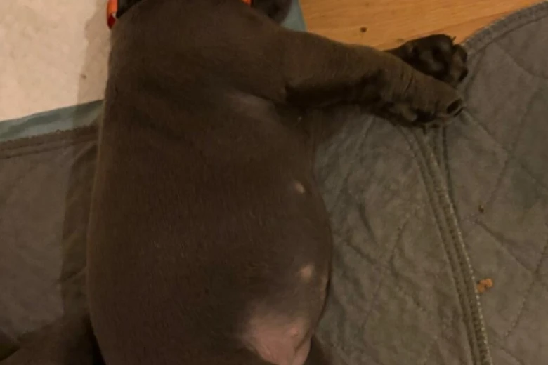 Cane Corso