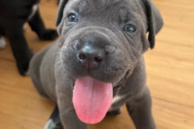 Cane Corso