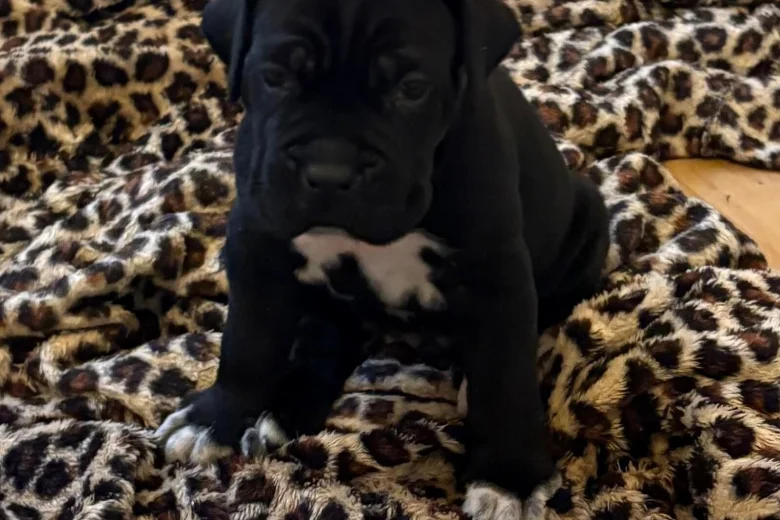 Cane Corso
