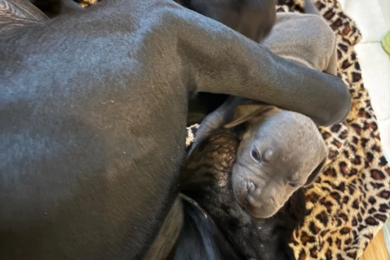 Cane Corso