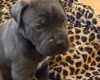 Cane Corso