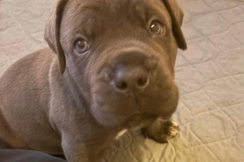 Cane Corso