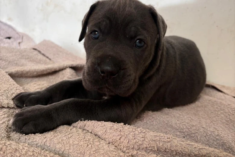 Cane Corso