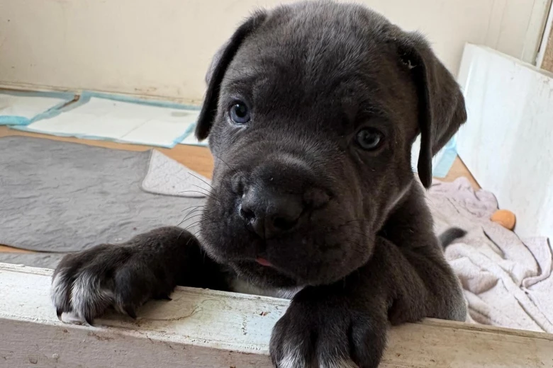 Cane Corso