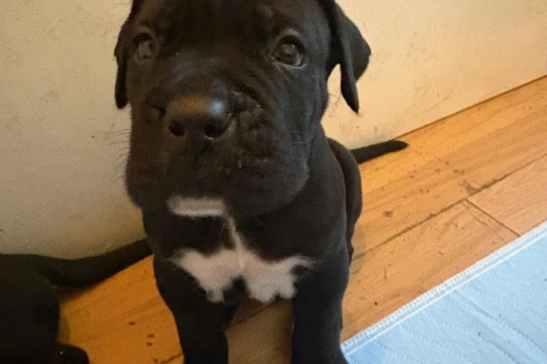 Cane Corso