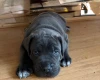 Cane Corso