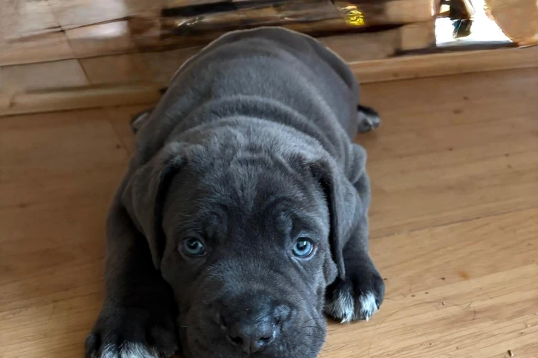 Cane Corso