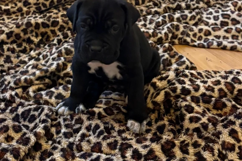 Cane Corso