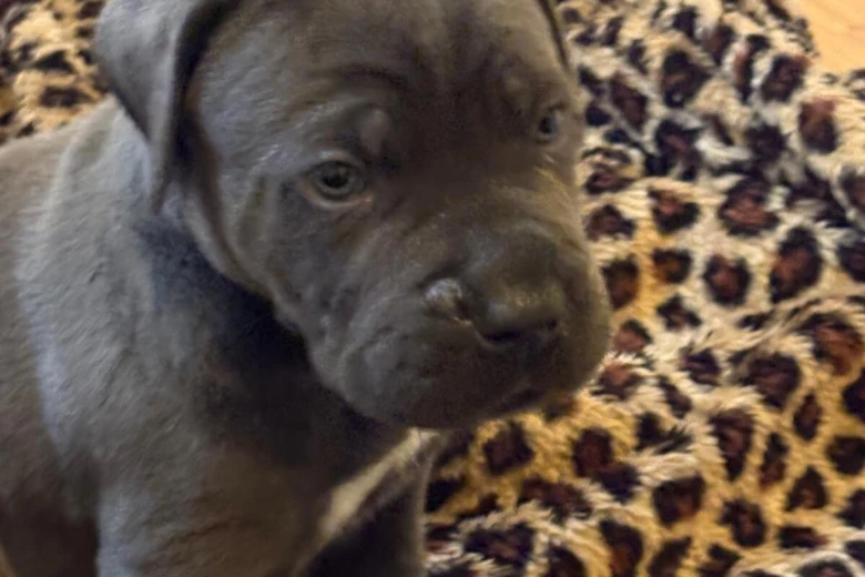 Cane Corso