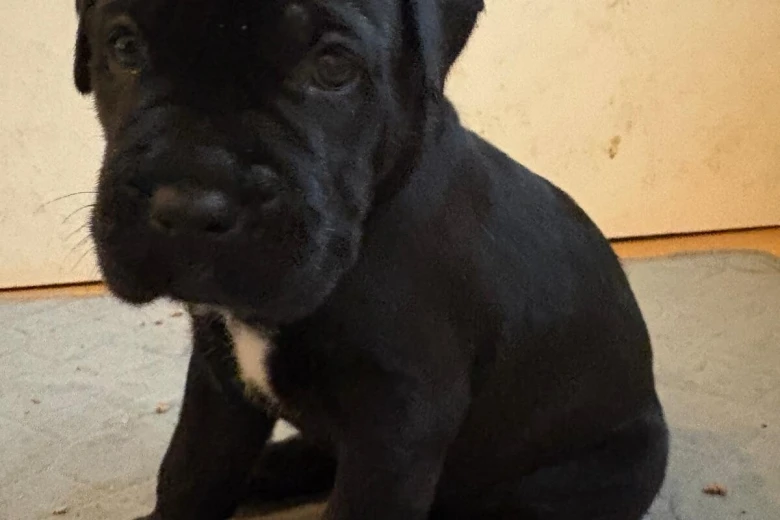 Cane Corso