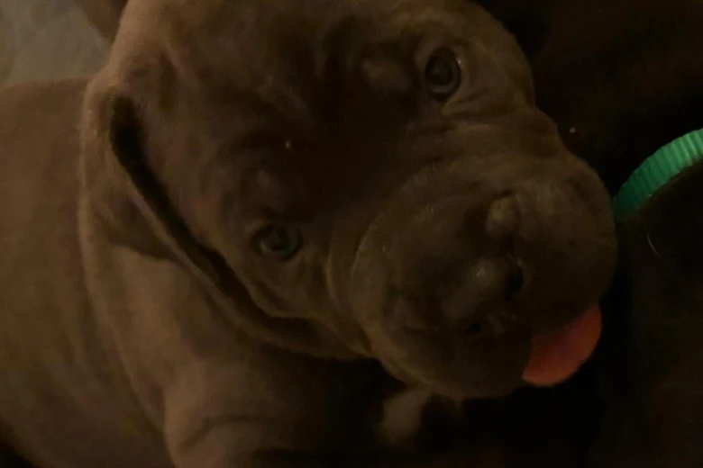 Cane Corso