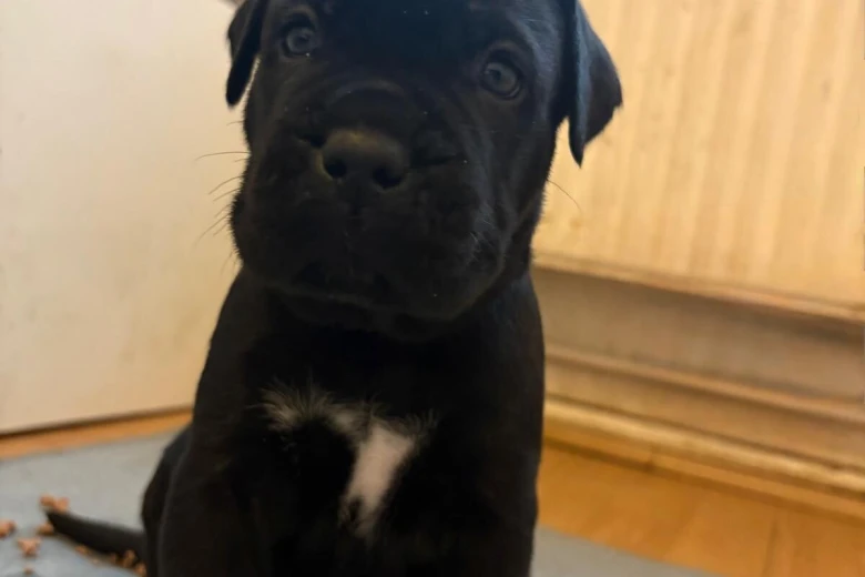 Cane Corso