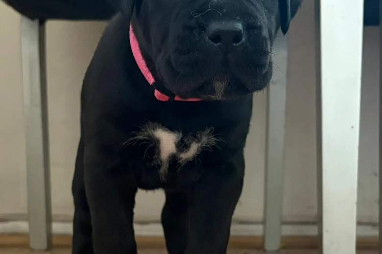 Cane Corso