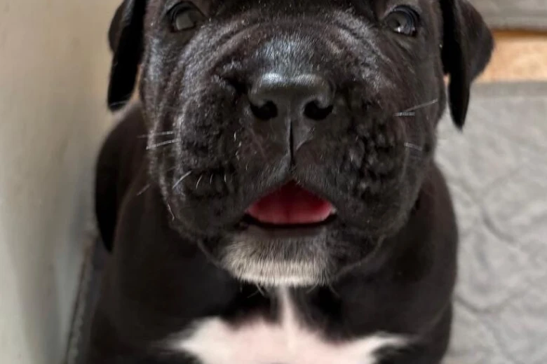 Cane Corso