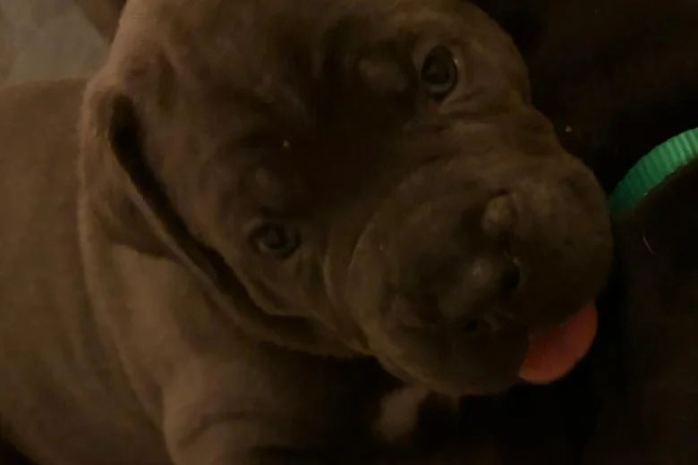 Cane Corso