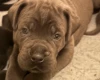 Cane Corso