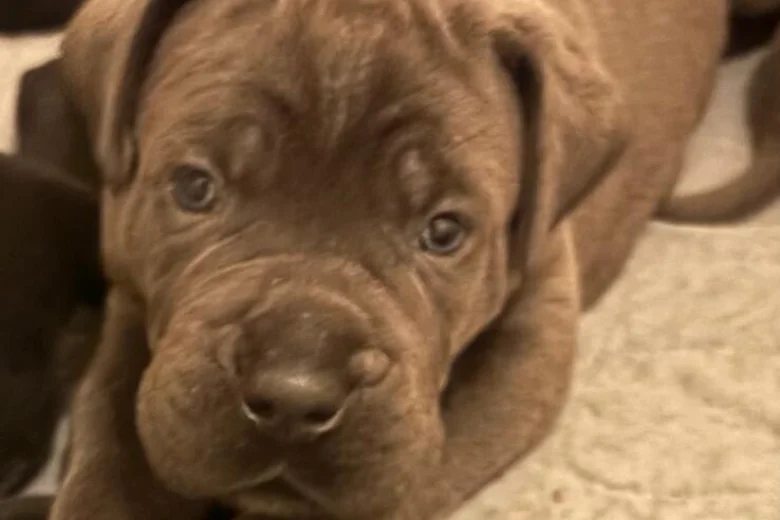 Cane Corso