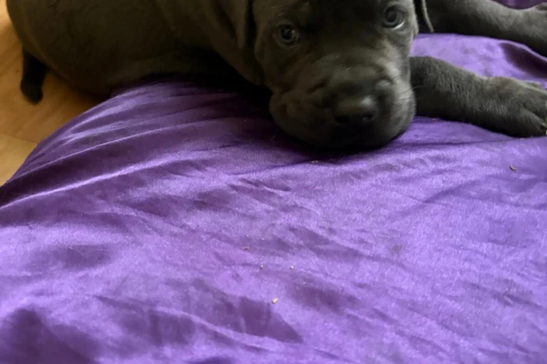 Cane Corso