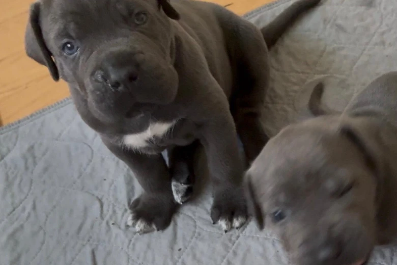 Cane Corso