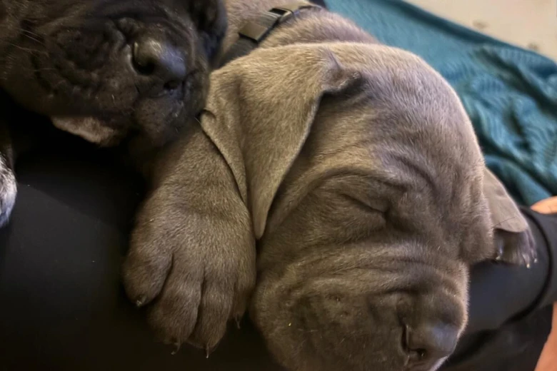 Cane Corso