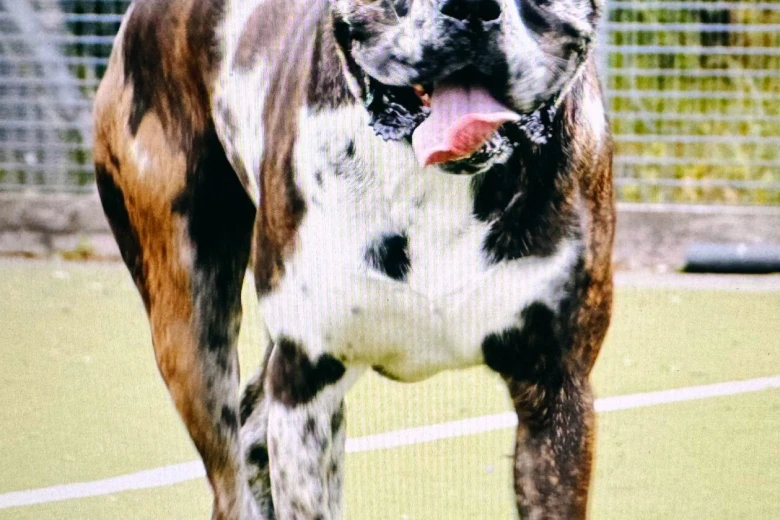 Cane Corso