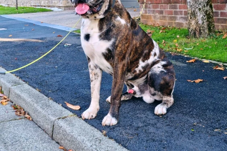 Cane Corso