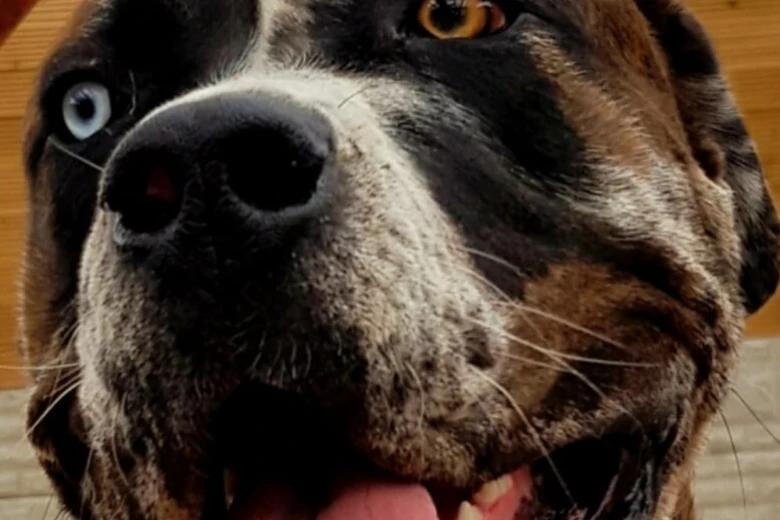 Cane Corso