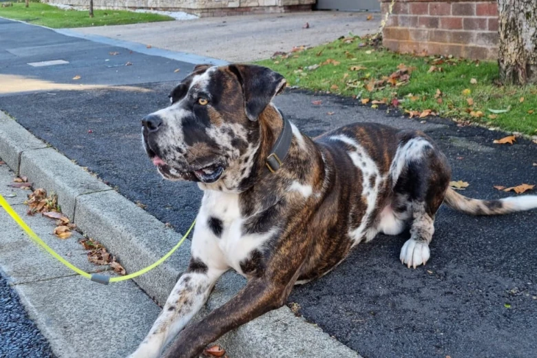 Cane Corso