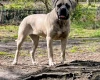 Cane Corso