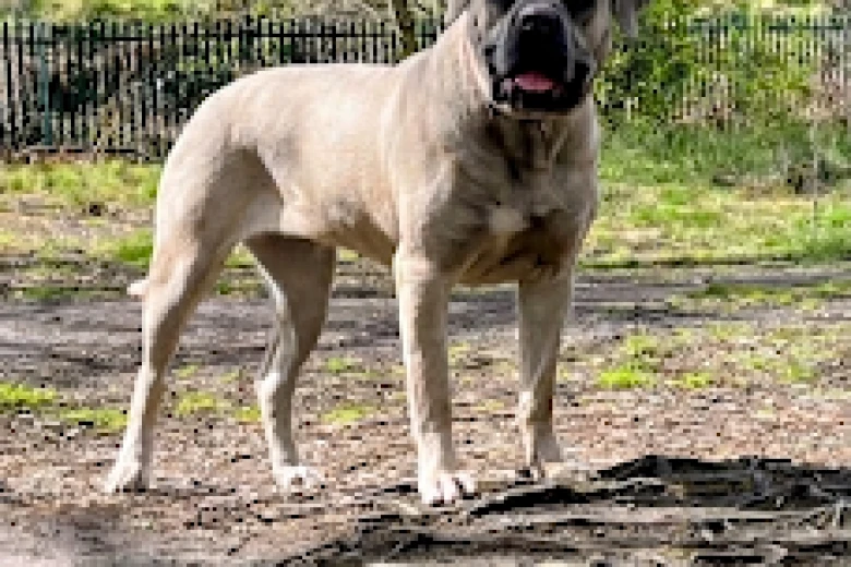 Cane Corso