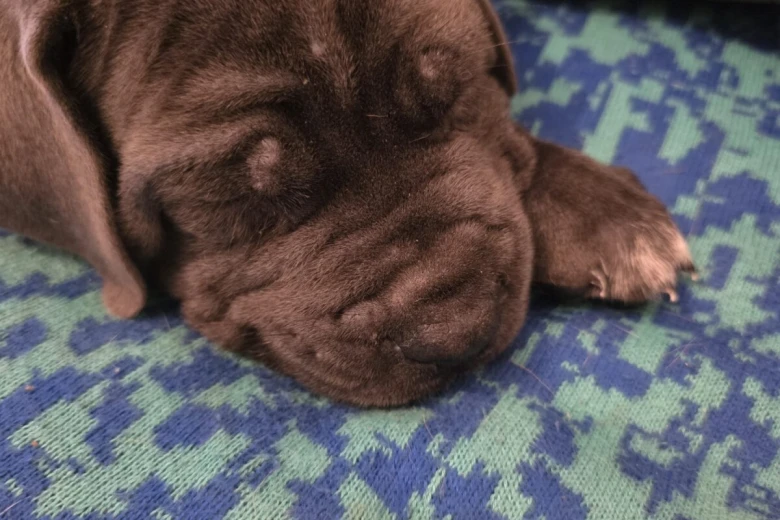 Cane Corso