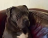 Cane Corso