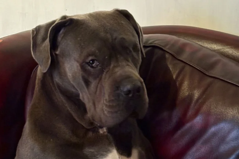 Cane Corso