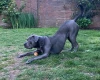 Cane Corso