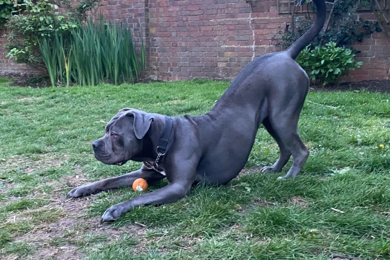 Cane Corso