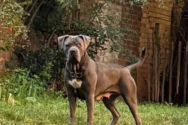 Cane Corso