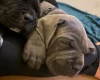 Cane Corso