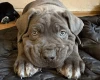 Cane Corso