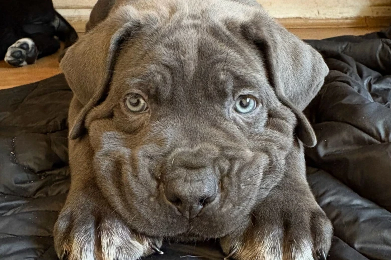 Cane Corso