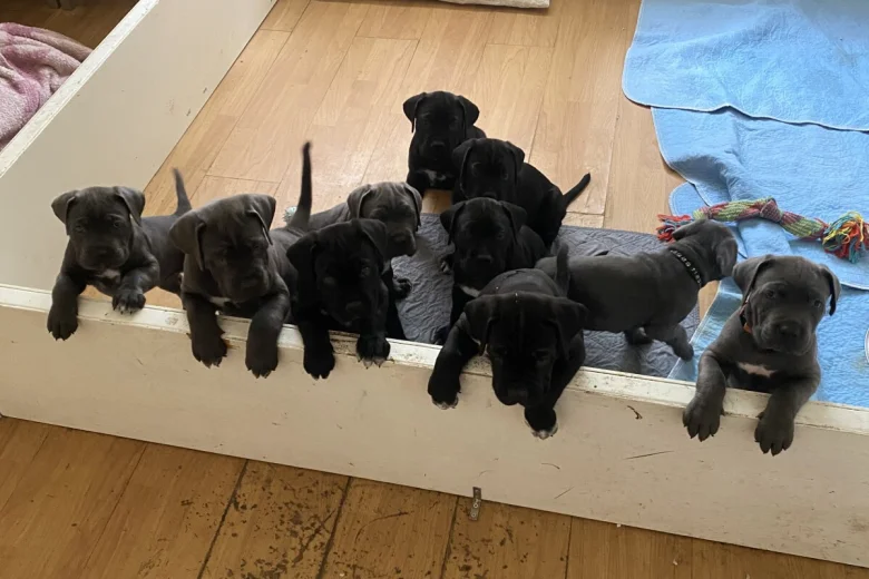 Cane Corso