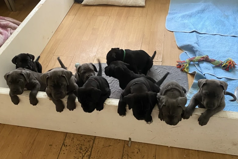 Cane Corso