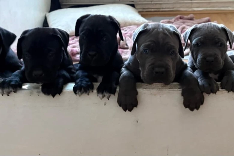 Cane Corso
