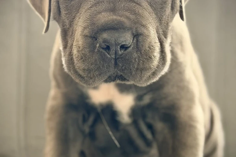 Cane Corso