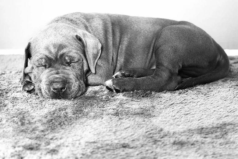 Cane Corso