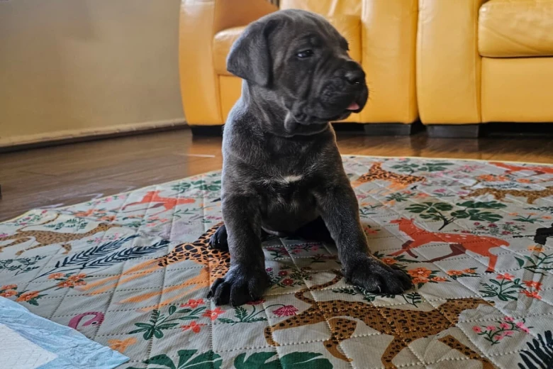 Cane Corso