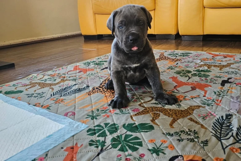 Cane Corso