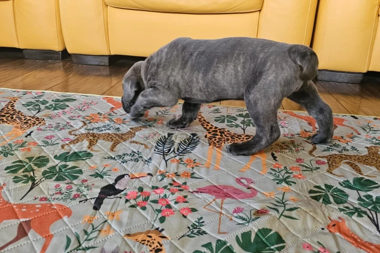 Cane Corso