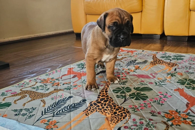 Cane Corso