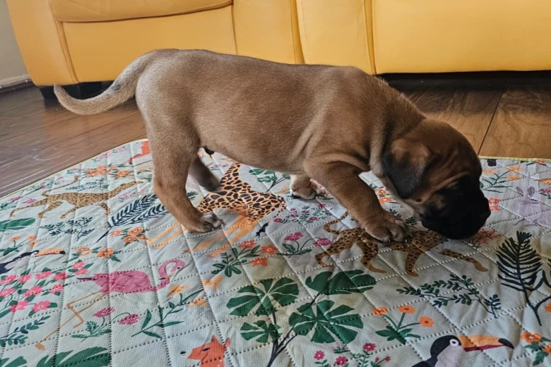Cane Corso
